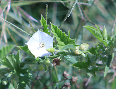 Convolvulus hermanniae
