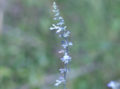Salvia pallida