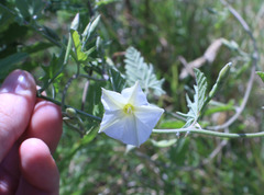 Convolvulus hermanniae