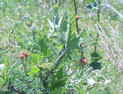Convolvulus hermanniae