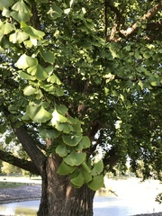 Ginkgo biloba