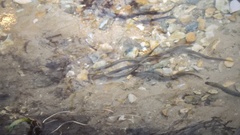 Lampetra planeri