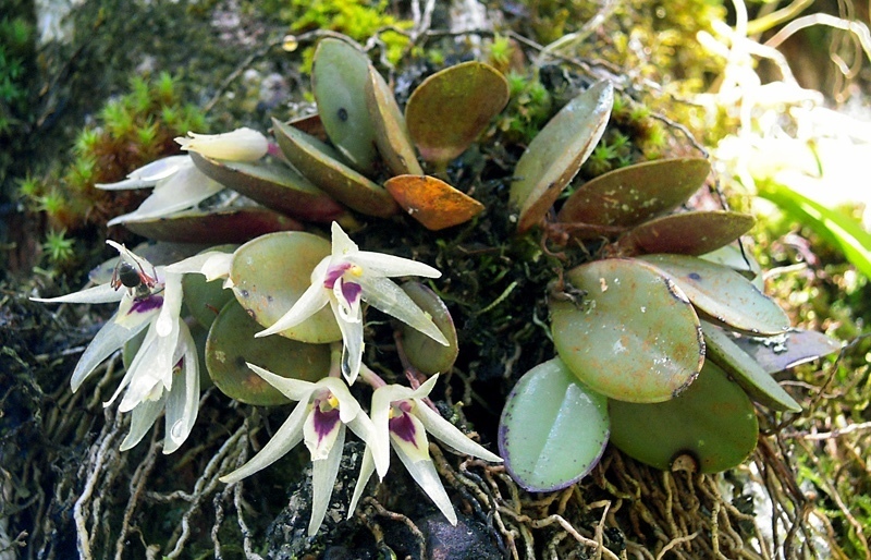 Octomeria estrellensis