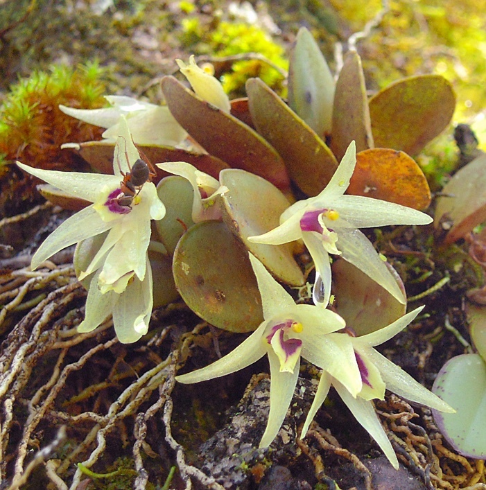 Octomeria