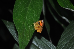 Pterodecta felderi
