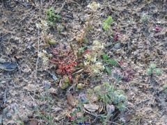 Valerianella discoidea