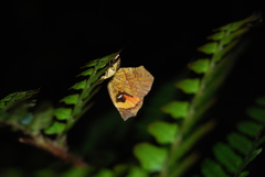 Pterodecta felderi
