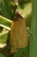 Sparganothis distincta