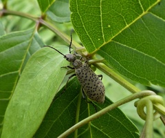 Epicauta atomaria