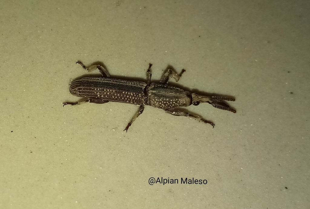 Hormocerus compressitarsis