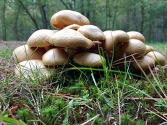 Gymnopilus validipes