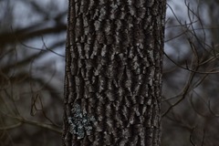 Magnoliopsida