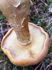 Gymnopilus validipes