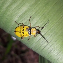 Chauliognathus missionum
