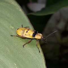 Chauliognathus missionum
