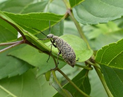 Epicauta atomaria