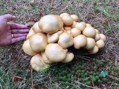 Gymnopilus validipes