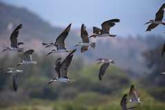 Rynchops niger cinerascens