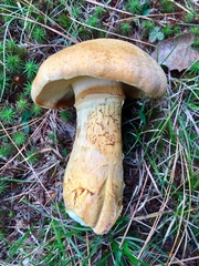 Gymnopilus validipes