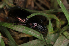 Pterostichus burmeisteri