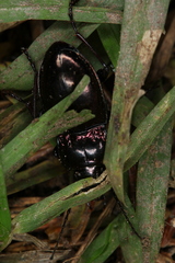 Pterostichus burmeisteri