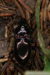 Pterostichus burmeisteri