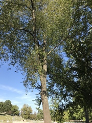 Prunus serotina