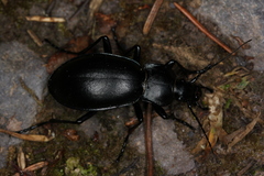 Carabus germarii