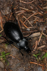 Carabus germarii