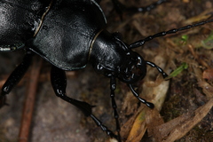 Carabus germarii