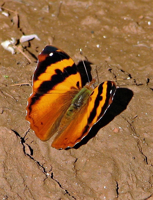 Epiphile hubneri