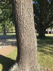 Prunus serotina