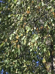 Prunus serotina