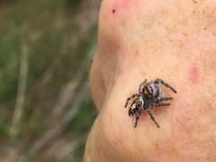 Phidippus comatus