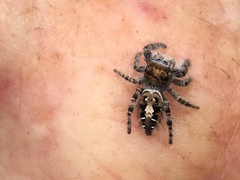 Phidippus comatus