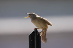 Troglodytes aedon