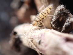 Entomobrya nigrocincta