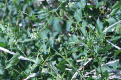 Solanum pilcomayense
