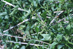 Solanum pilcomayense