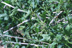 Solanum pilcomayense