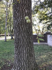 Juglans nigra