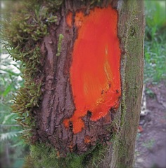 Bocconia frutescens