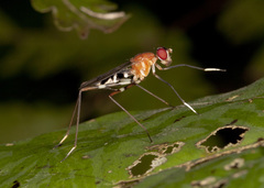 Ptilosphen viriolatus