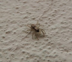 Menemerus bivittatus