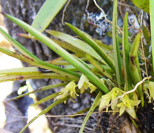 Juncifolia Orchid