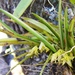 Octomeria juncifolia - Photo (c) Mariana Amado Costa,  זכויות יוצרים חלקיות (CC BY-NC), הועלה על ידי Mariana Amado Costa