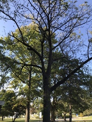 Juglans nigra