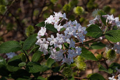 Viburnum juddii