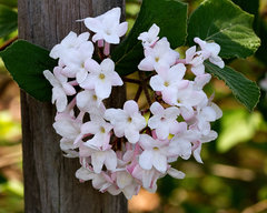 Viburnum juddii