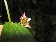 Passiflora chelidonea